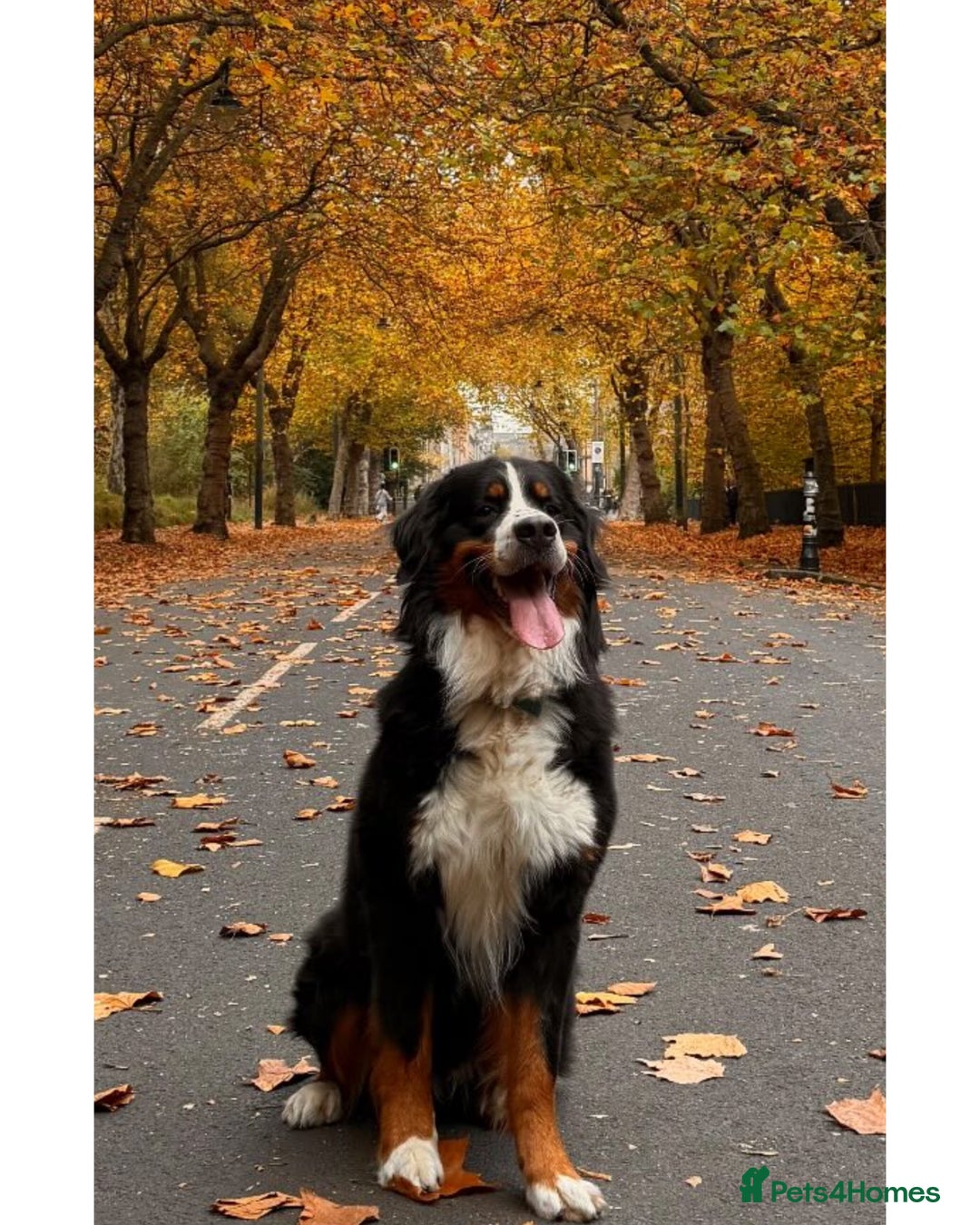 Bernese Mountain Dog dogs for stud: Bernese Mountain Dog for stud in Glasgow - Advert 1