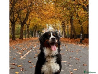 Bernese Mountain Dog dogs Bernese Mountain Dog for stud in Glasgow - Advert 13