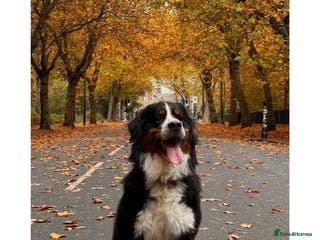 Bernese Mountain Dog dogs Bernese Mountain Dog for stud in Glasgow - Advert 1
