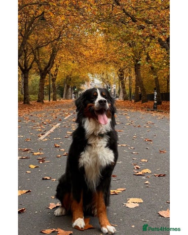 Bernese Mountain Dog dogs Bernese Mountain Dog for stud in Glasgow - Advert 1