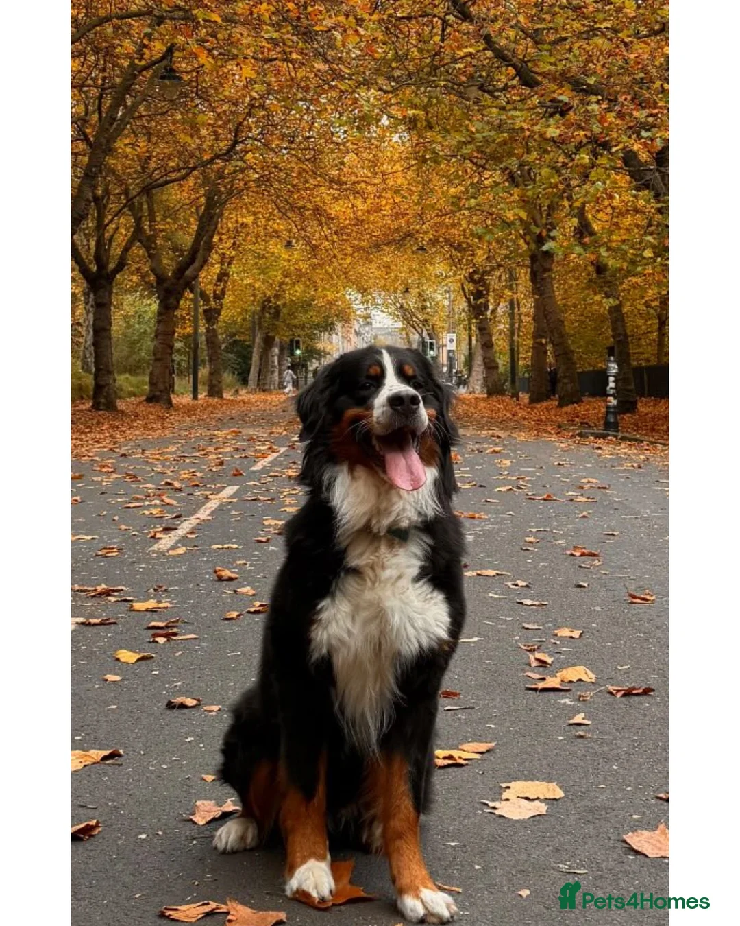 Bernese Mountain Dog dogs for stud: Bernese Mountain Dog for stud in Glasgow - Advert 1