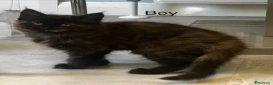Maine Coon 2