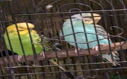 Budgerigars birds for sale: Budgies for sale - Image 4