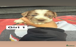 Cocker Spaniel dogs for sale: Cocker puppy 1 bitch left 3 boys  - Image 15