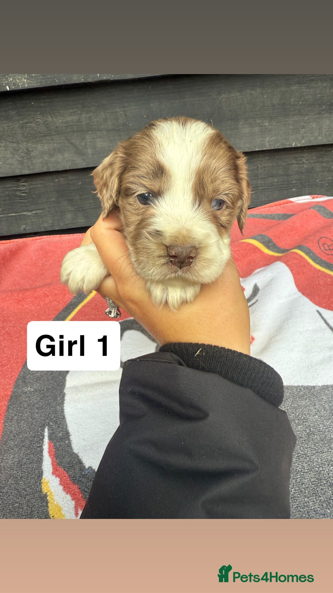 Cocker Spaniel dogs for sale: Cocker puppy 1 bitch left 3 boys  - Image 15