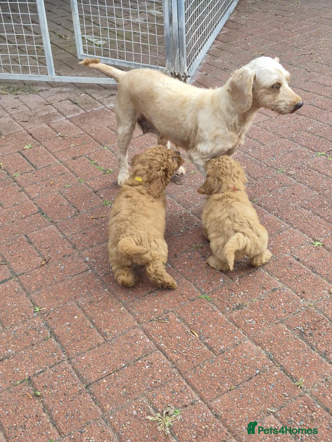 Cockapoo dogs for sale: F1 B Cockapoo puppies - Advert 2