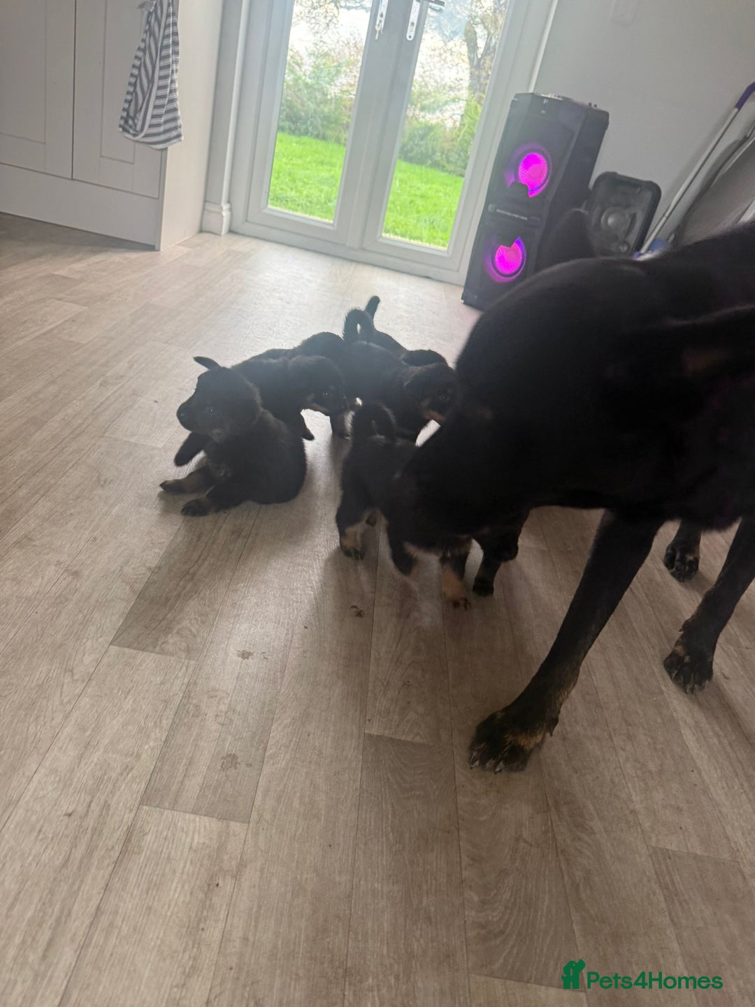 Mixed Breed dogs for sale: German Shepherd/Rottweiler  - Advert 10