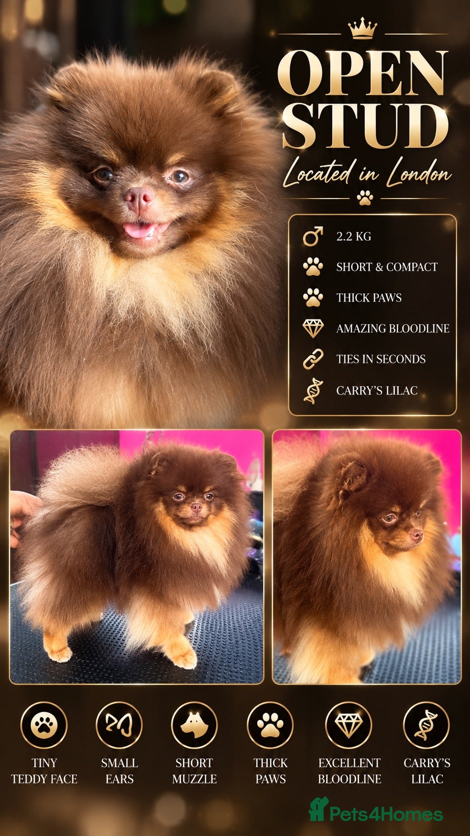 Pomeranian dogs FOR STUD🤎🐻 - Advert 1