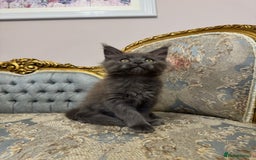 Maine Coon cats for sale: XXL Russian bloodline Maine Coon Kittens 20+Gen!🏆 - Image 21