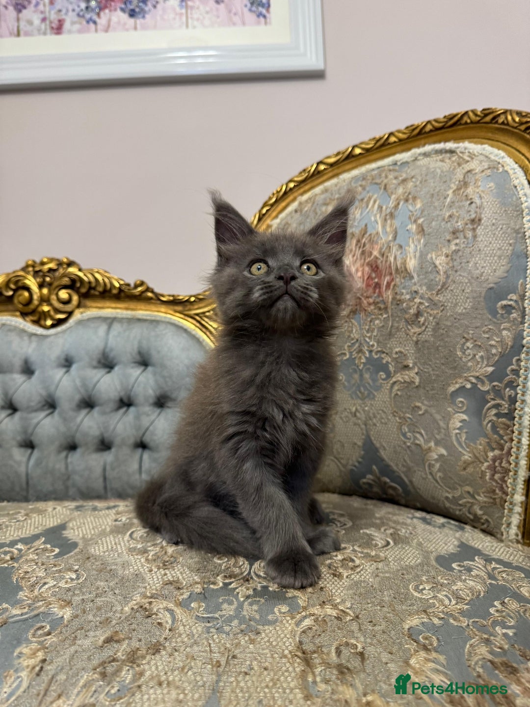 Maine Coon cats for sale: XXL Russian bloodline Maine Coon Kittens 20+Gen!🏆 - Image 21