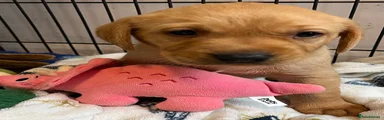 Labrador Retriever 5