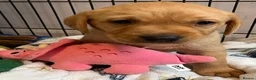 Labrador Retriever dogs for sale: Fox red Labrador  - Advert 15