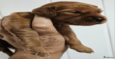 Mixed Breed dogs - Advert 16