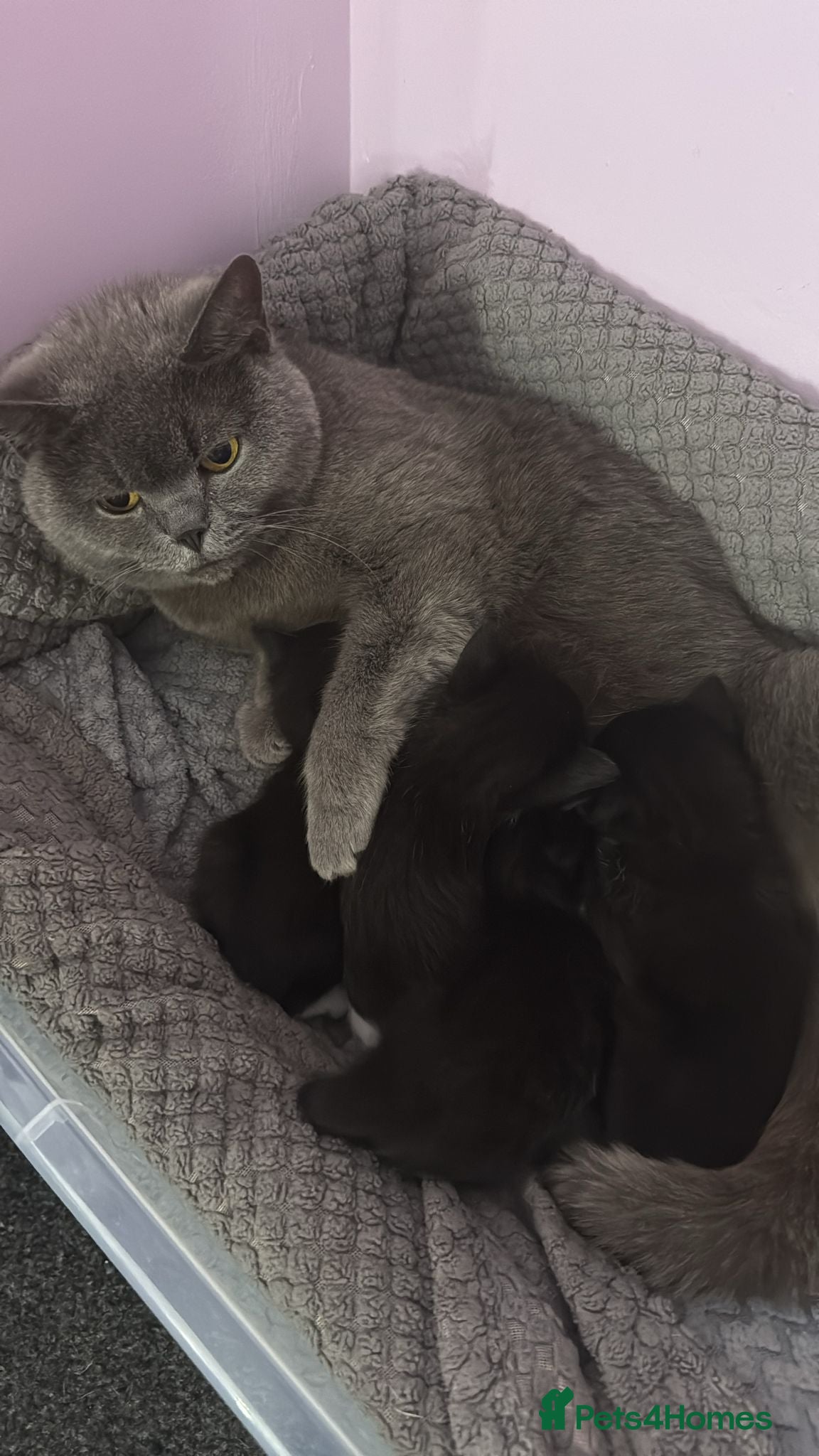 Mixed Breed cats British shorthair cross - Advert 1