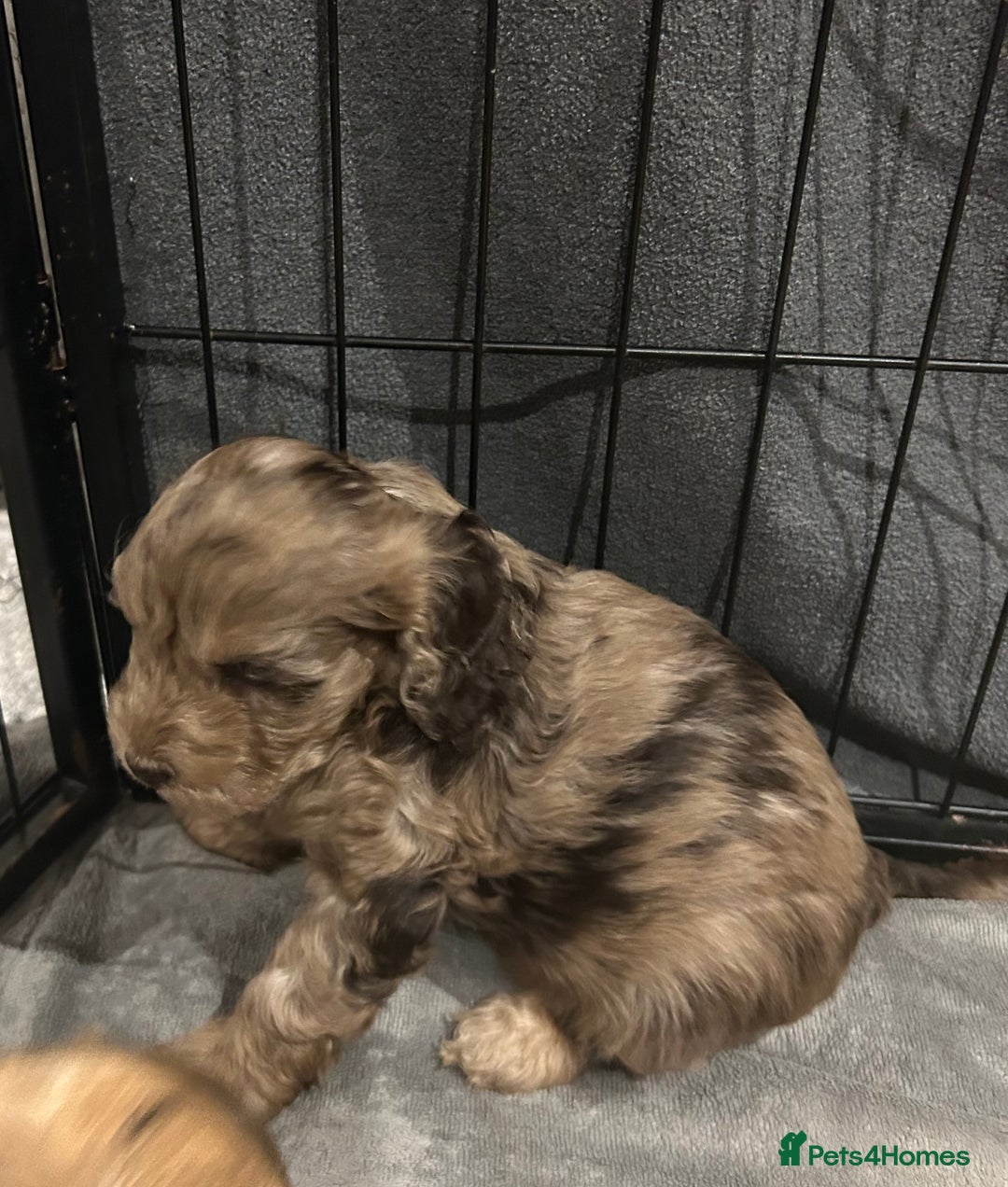 Cockapoo dogs for sale: Cockapoo puppies  - Advert 13