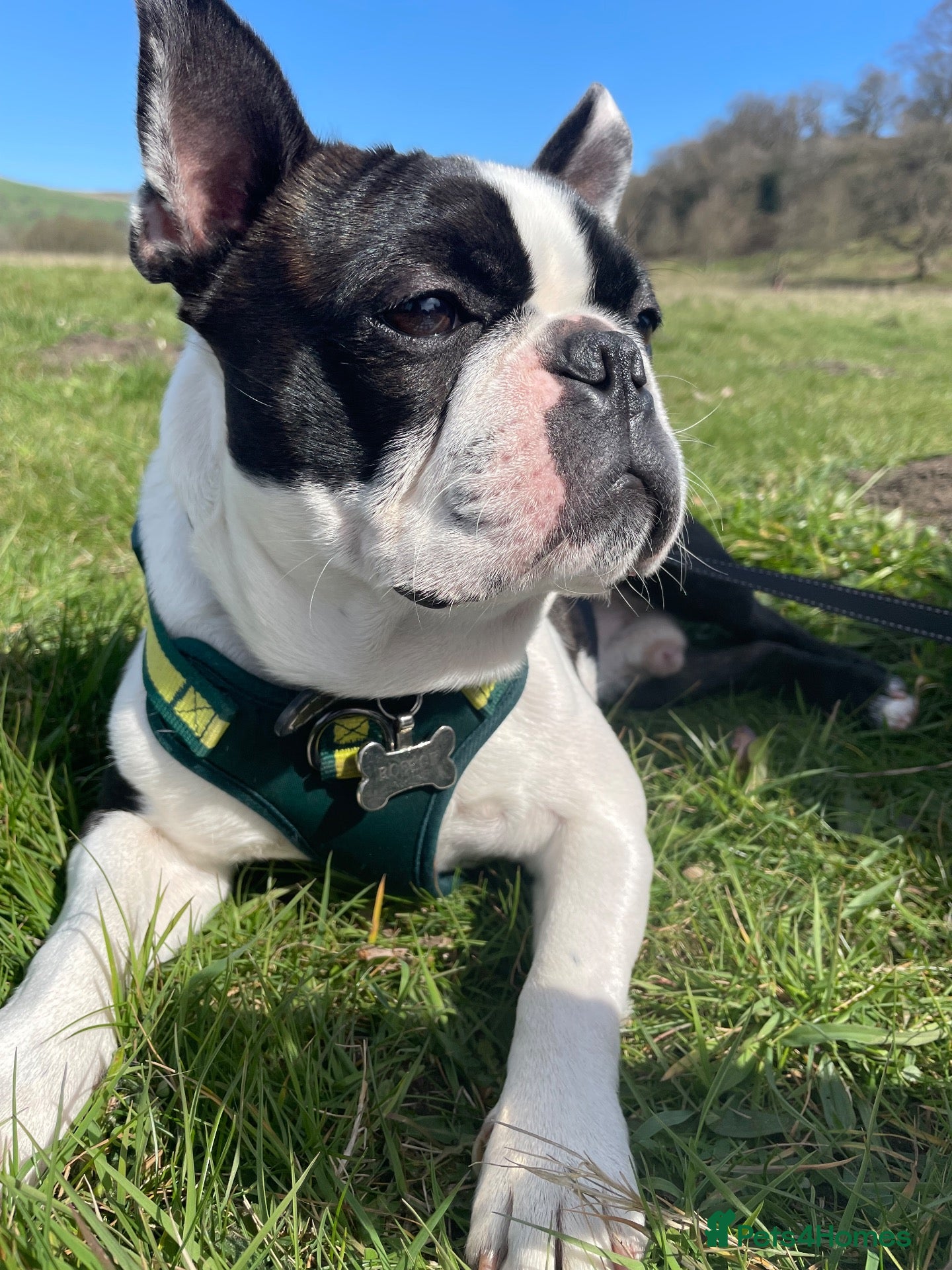Boston Terrier dogs Handsome KC Registered Boston Terrier  - Advert 17