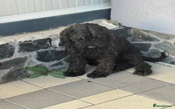 Hungarian Puli dogs for adoption: Beautiful Snoopy needs hugs! - Image 11