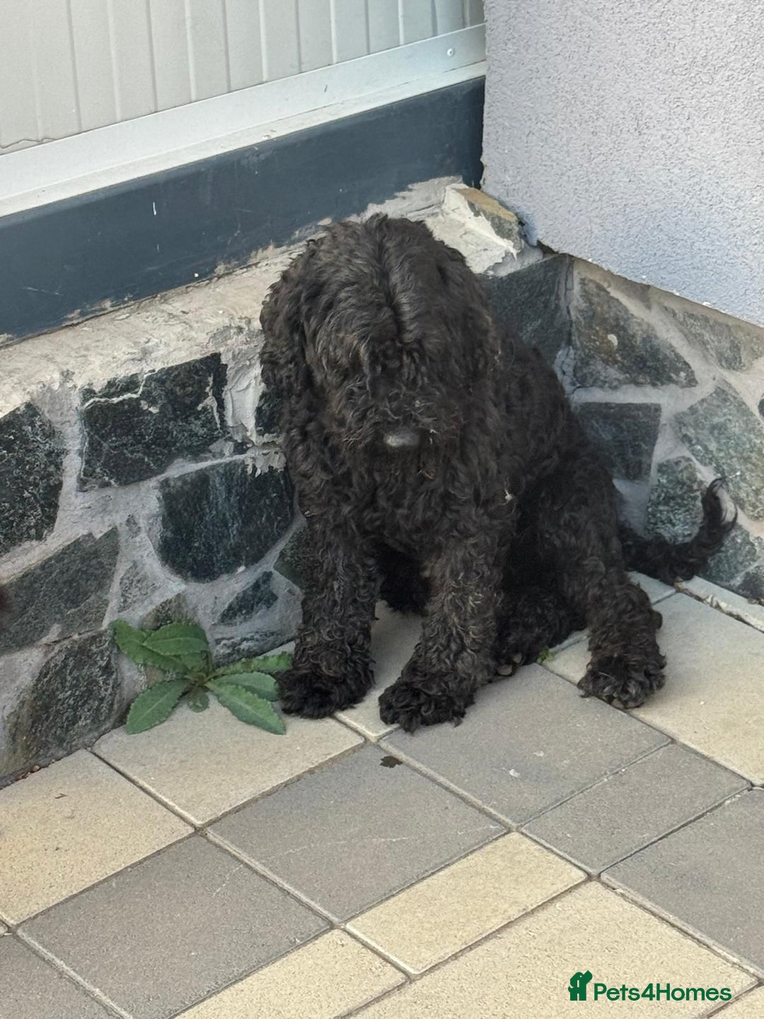Hungarian Puli dogs for adoption: Beautiful Snoopy needs hugs! - Image 11