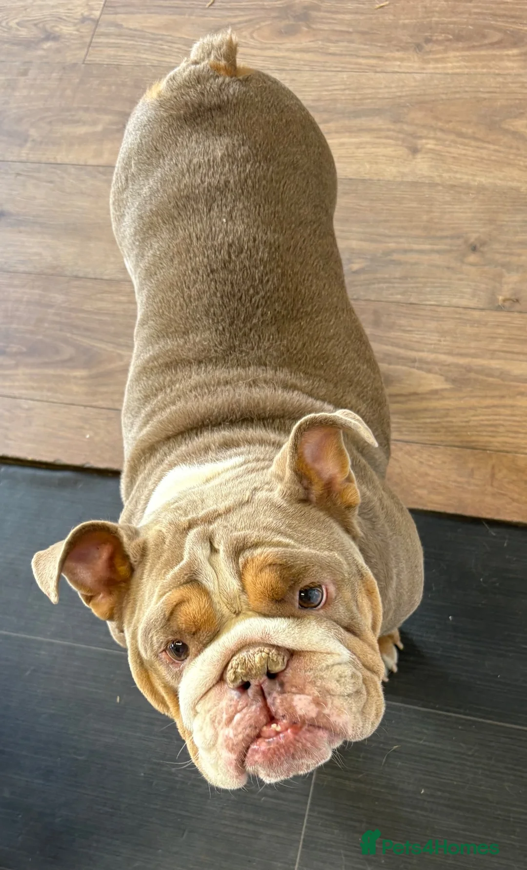 English Bull Terrier dogs for sale: Tilly  - Advert 7