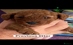 Cavapoo dogs for sale: Cavapoo waiting list  - Image 6