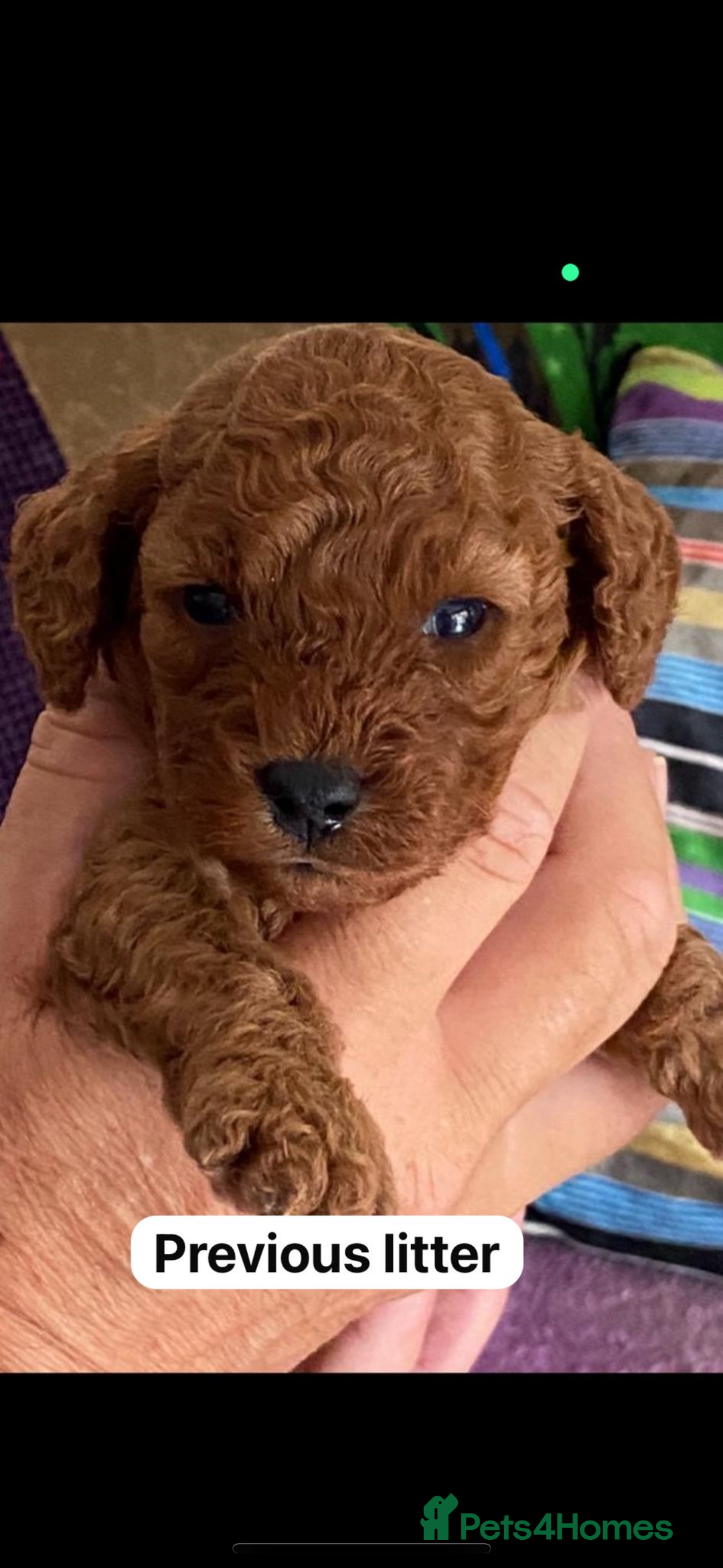 Cavapoo dogs for sale: Cavapoo waiting list  - Image 6