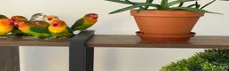 Lovebirds birds for sale: Love birds - Advert 7