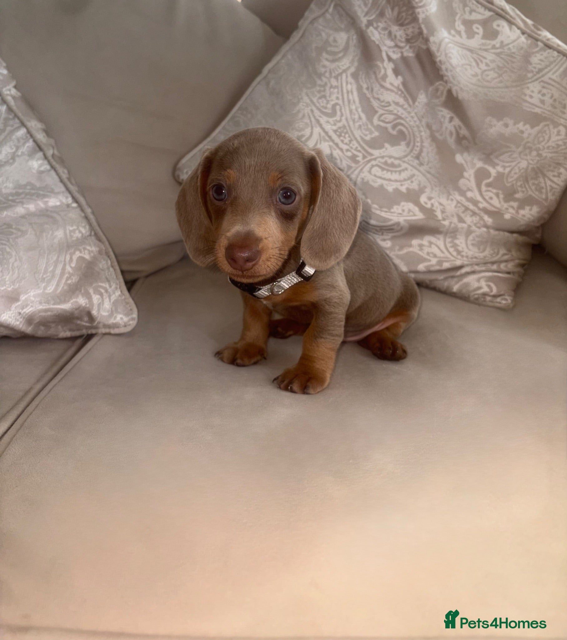 Miniature Dachshund dogs 💎🐾 Gorgeous Isabella Dachshund Boys 🐾💎 - Advert 16