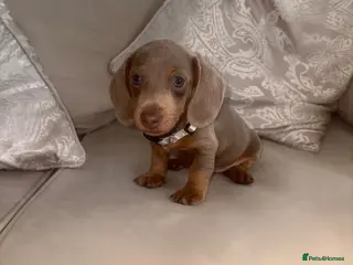Miniature Dachshund dogs 💎🐾 Gorgeous Isabella Dachshund Boys 🐾💎 - Advert 16