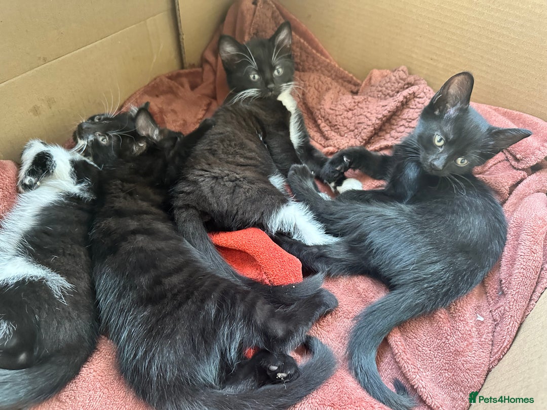 British Shorthair cats for sale: 💕✨ 4 Kittens ready for a new home 💕✨ kitten - Image 6