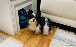 Biewer Terrier dogs for sale: Biewer Yorkshire Terrier - Image 3