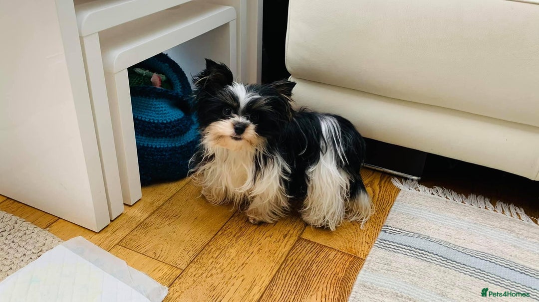 Biewer Terrier dogs for sale: Biewer Yorkshire Terrier - Image 3