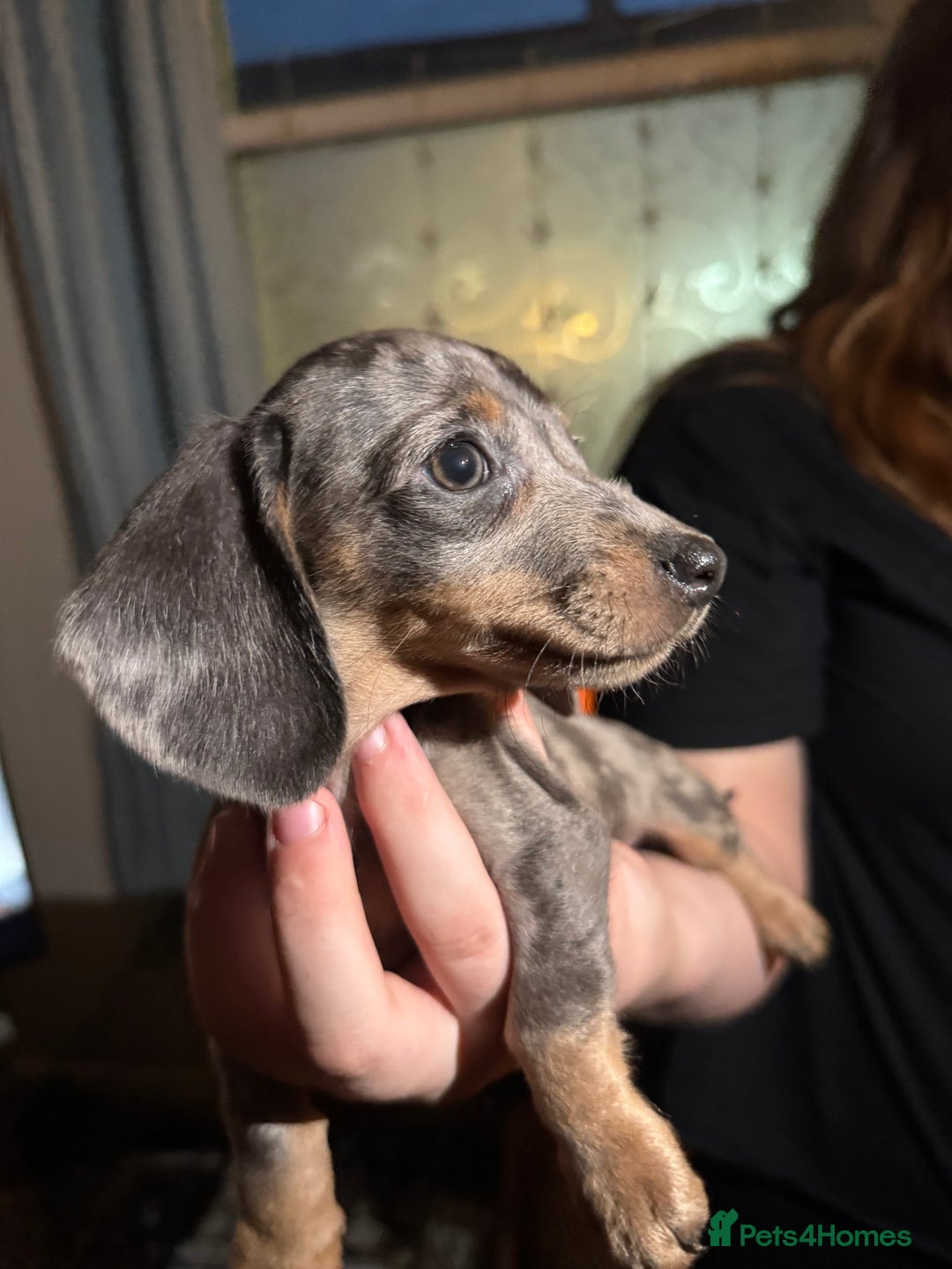 Miniature Dachshund dogs for sale: 🌟ONE LEFT🌟 Beautiful mini Dachshund puppies 🥰 - Image 5