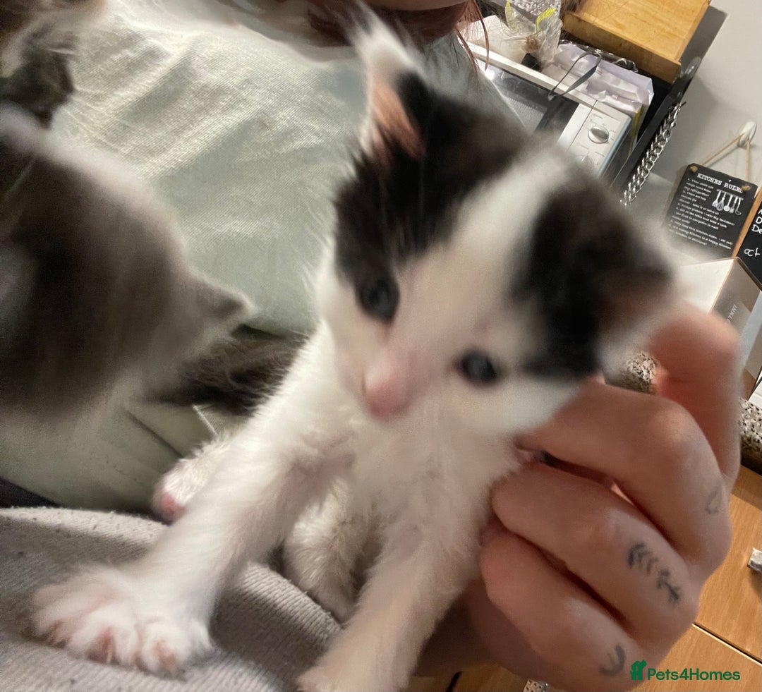 Mixed Breed cats for sale: Beautiful female kittens - Advert 7