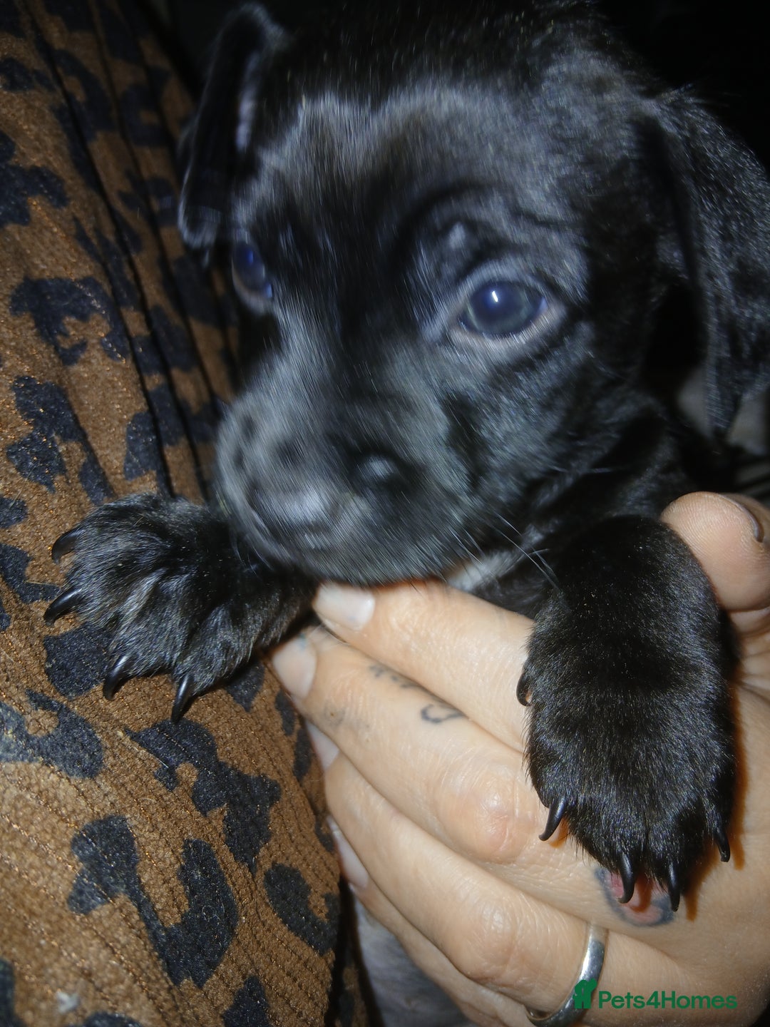 Mixed Breed dogs for sale: Beautiful mini dashound cross pug puppies  - Advert 4