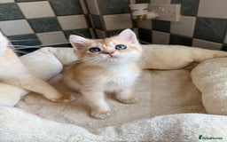 British Shorthair cats for sale: GCCF reg British Shorthair Chocolate Gold Kittens  in London - Image 28