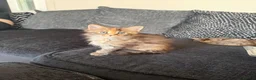 Maine Coon cats for sale: Main coon kittens  in Cumnock - Advert 7