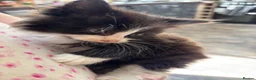 Mixed Breed cats for sale: Sweet little kittens for sale! - Advert 15