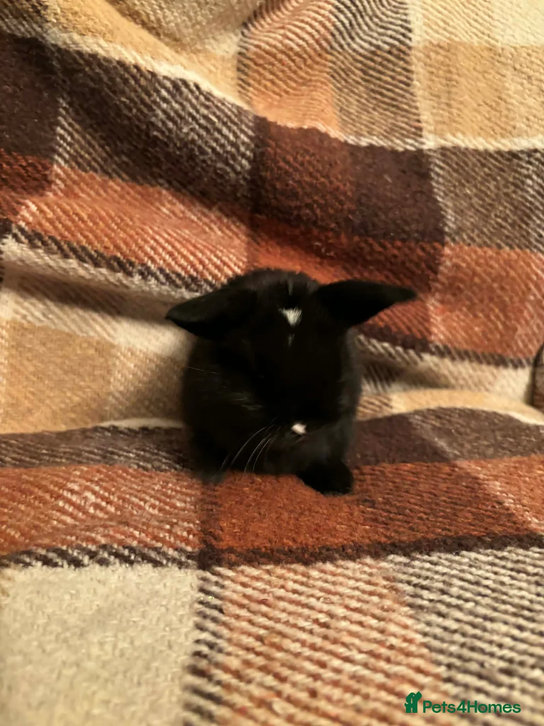 Mini Lop rabbits for sale: Baby Mini Lop rabbits available to loving homes.  - Advert 6