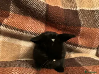 Mini Lop rabbits Baby Mini Lop rabbits available to loving homes. - Advert 3