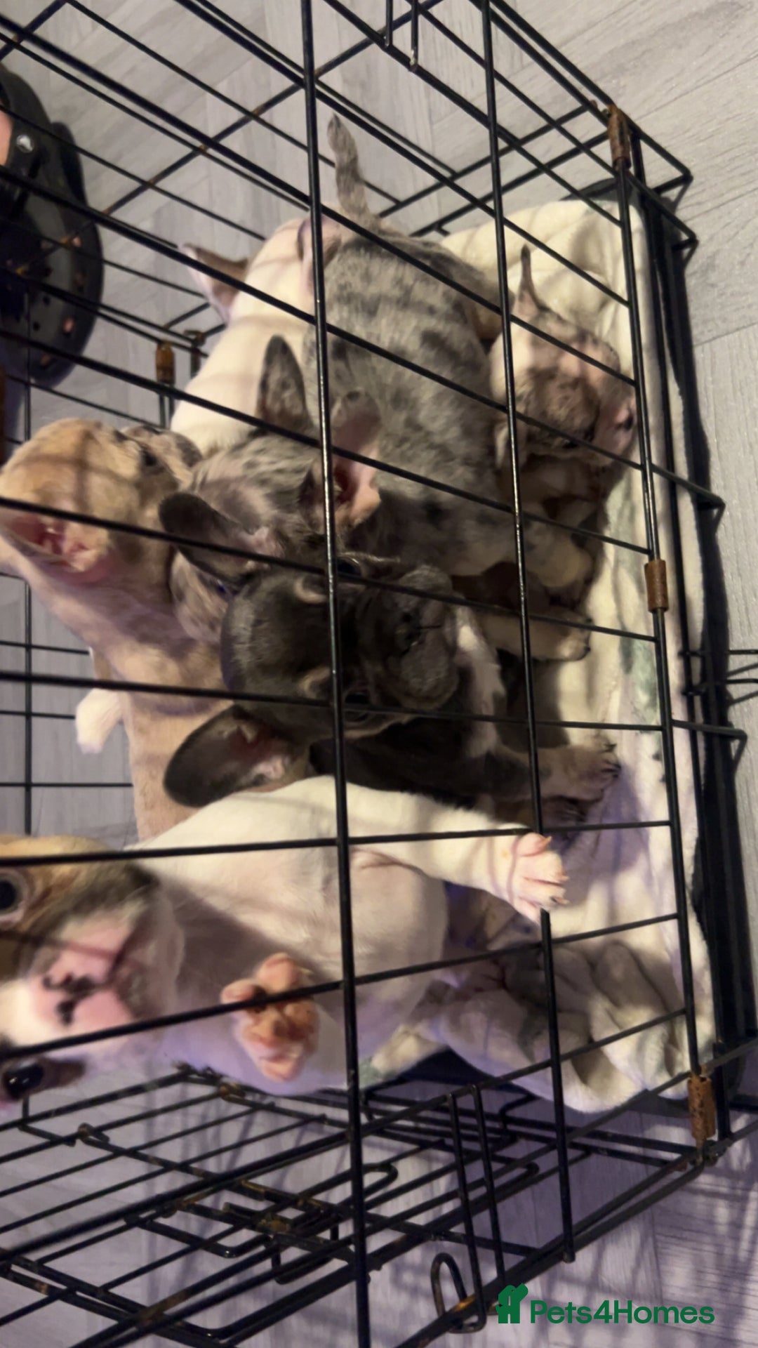 French Bulldog dogs for sale: Beautiful French bulldog puppies  - Advert 2