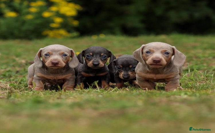 Miniature Dachshund dogs - Advert 1