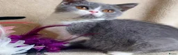 British Shorthair cats for sale: Lovely British Shorthair girl TICA Registered - Advert 5