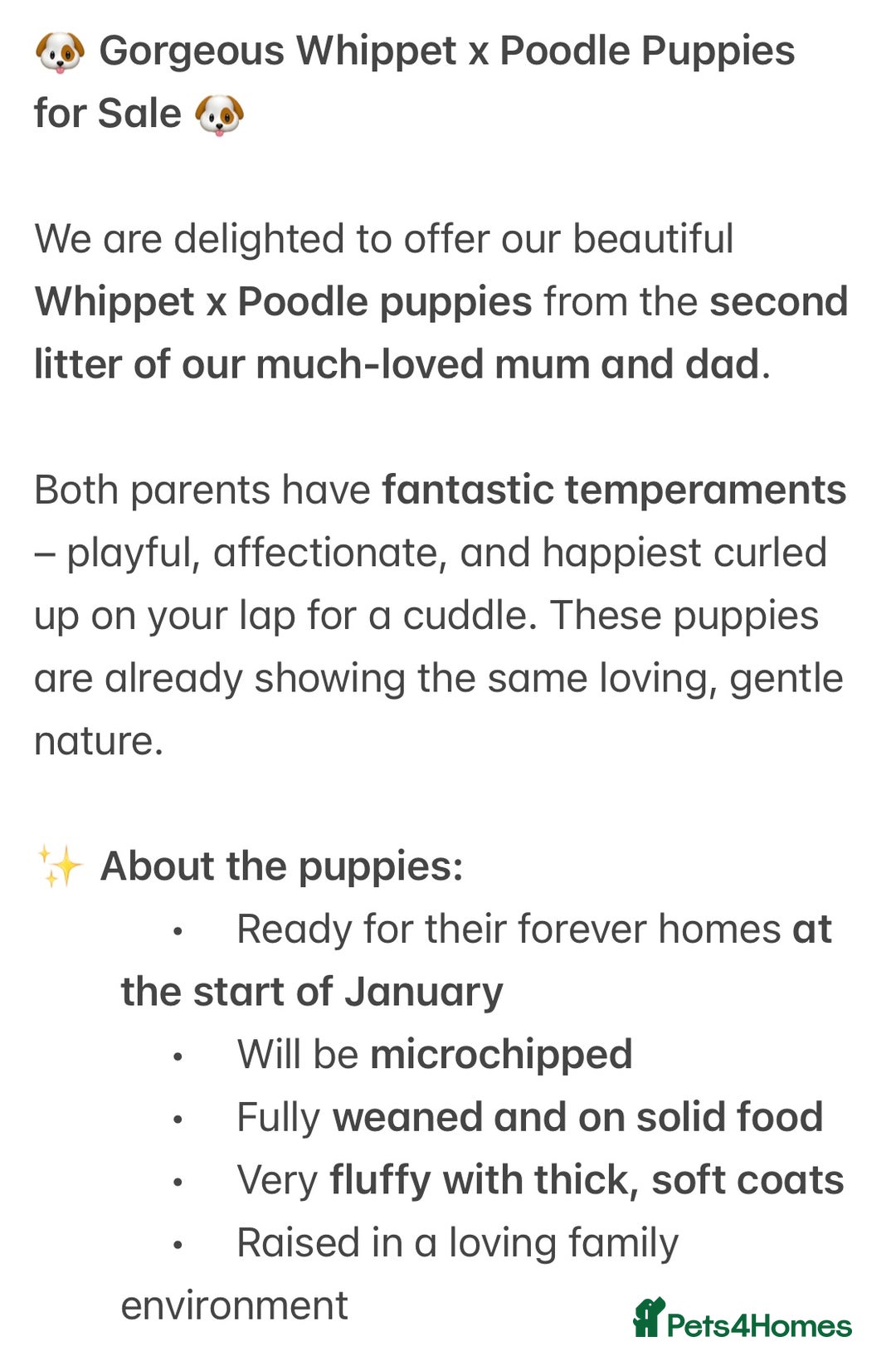 Mixed Breed dogs for sale: Mixed breed poodle puppies for sale  - Advert 10