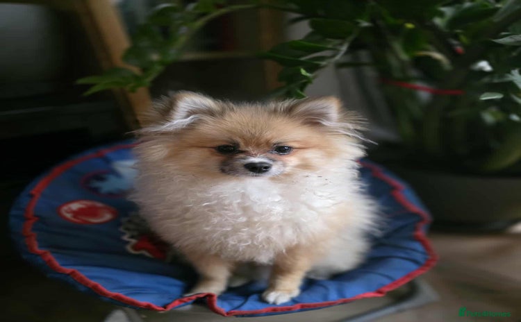 Pomeranian dogs - Advert 4