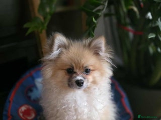 Pomeranian dogs - Advert 8