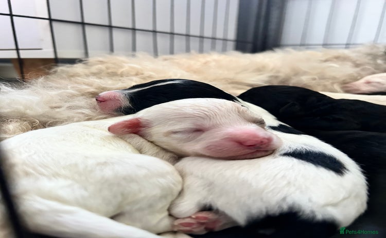 Mixed Breed dogs - Advert 3