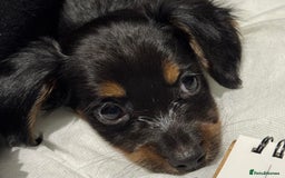 Chiweenie dogs for sale: Monty is looking for his new home - Advert 3