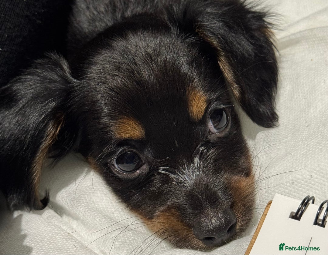 Chiweenie dogs for sale: Monty is looking for his new home - Advert 3