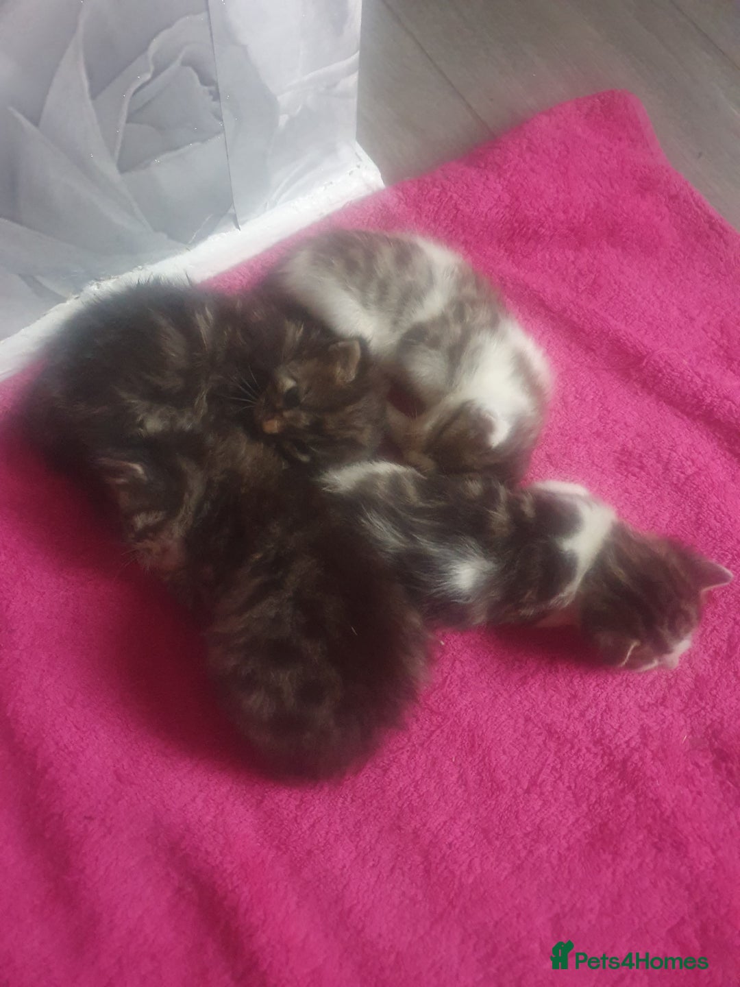 Mixed Breed cats for sale: 4 Gorgeous bengal cross kittens.  - Image 4