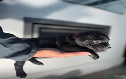 Staffordshire Bull Terrier dogs for sale: True Example Staffordshire bull Terrier Puppies KC - Image 14